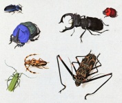 Coléoptères Insectes Art Vintage