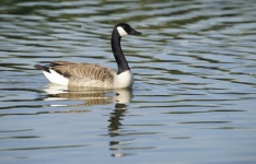Canada Goose Goose Bird