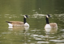 Canada Geese Birds