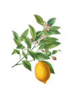 Zitronen-Frucht-Weinlese-Kunst