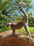 Chodzący lemur