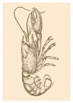 Affiche de fruits de mer de homard