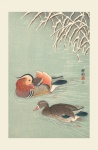 Mandarin Duck Japanese Vintage Art