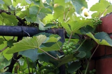 Maturing Bunches Of Grapes