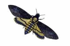 Moth Vintage Illustration