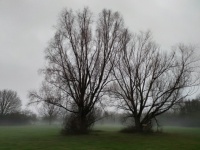 Foggy landscape trees meadow