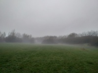 Foggy landscape trees meadow