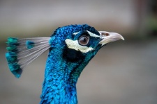 Blauer Pfau, Waldhuhnvogel