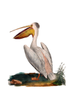 Pelican Vintage Art Illustration