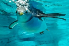 Pingüino bajo el agua
