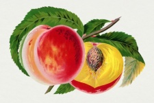 Perziken fruit vintage art