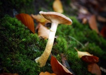 Mushroom autumn leaves nature
