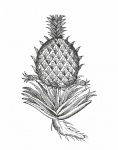 Pineapple Fruit Line Art