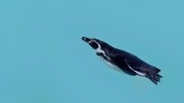 Penguin dives in the water