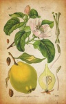 Quince Fruit Vintage Poster