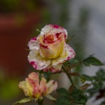 Rain Droplets On Rose