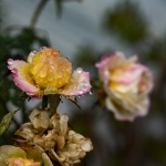 Rain Droplets on Rose