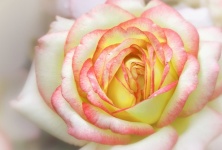 Fiore del bocciolo di rosa