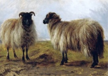 Ovce vintage umění ilustrace