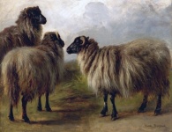 Ovce vintage umění ilustrace