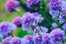 Chive flower blossom pink