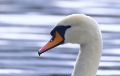 Mute swan bird