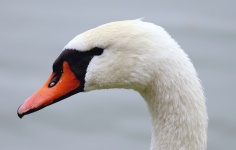 Mute Swan Bird