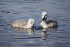 Swan chick duckling birds