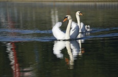 Swans Mute Swan Bird