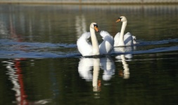 Swans Mute Swan Bird
