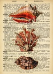 Sea Shells Dictionary Page
