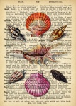 Página del diccionario de conchas marina
