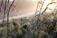 Spider web dew drops grass nature
