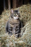 Tiger cat in the hay
