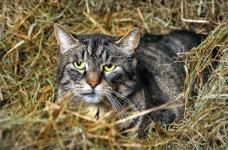 Tiger cat in the hay