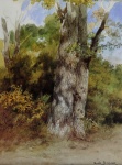 Strom Akvarel Vintage umění