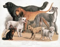 Cães antigos de ilustração vintage