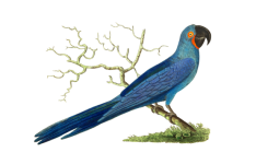 Vintage blauer Vogel Papagei