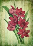 Vintage floral art gladioli