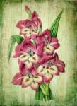 Vintage floral art gladioli