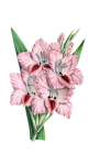 Vintage clipart flower gladiolus