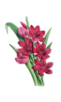 Vintage clipart flowers gladiolus