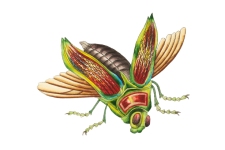 Vintage Clipart Art Insect