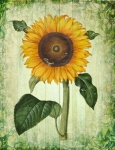 Vintage art flower sunflower