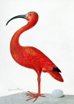 Vintage Kunst Flamingo Vogel