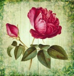 Vintage Kunst Rose Blume