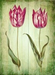 Vintage art Tulips flower