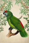 Vintage Kunst Vogel Papagei