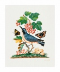 Borboletas de pássaros de arte vintage