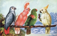 Păsări Papagal Cockatoo de epocă